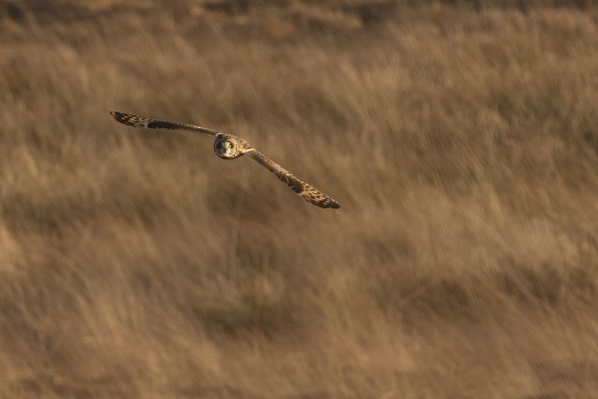 Short Eared Owl