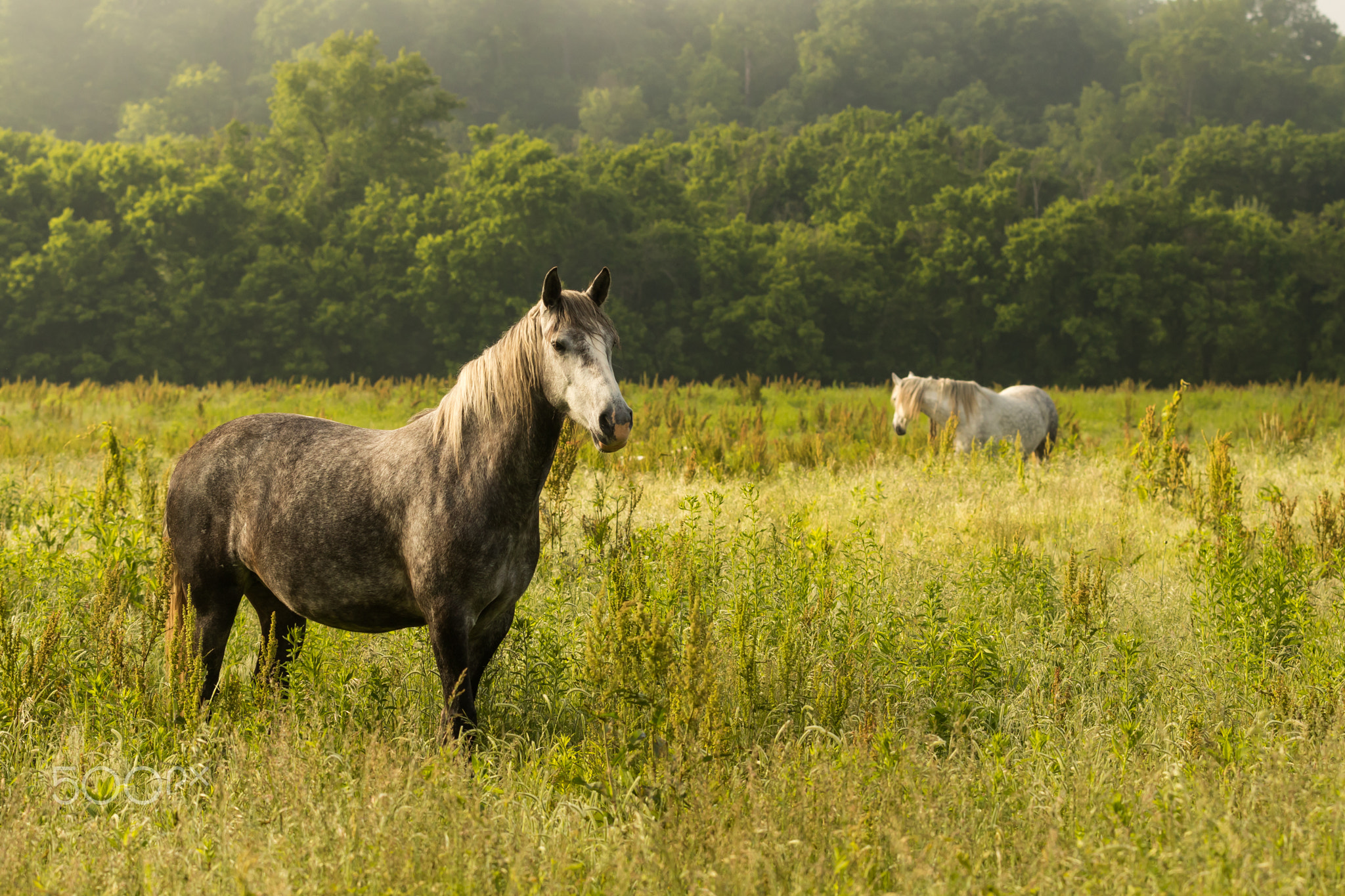 Wild Horses Out in the Field