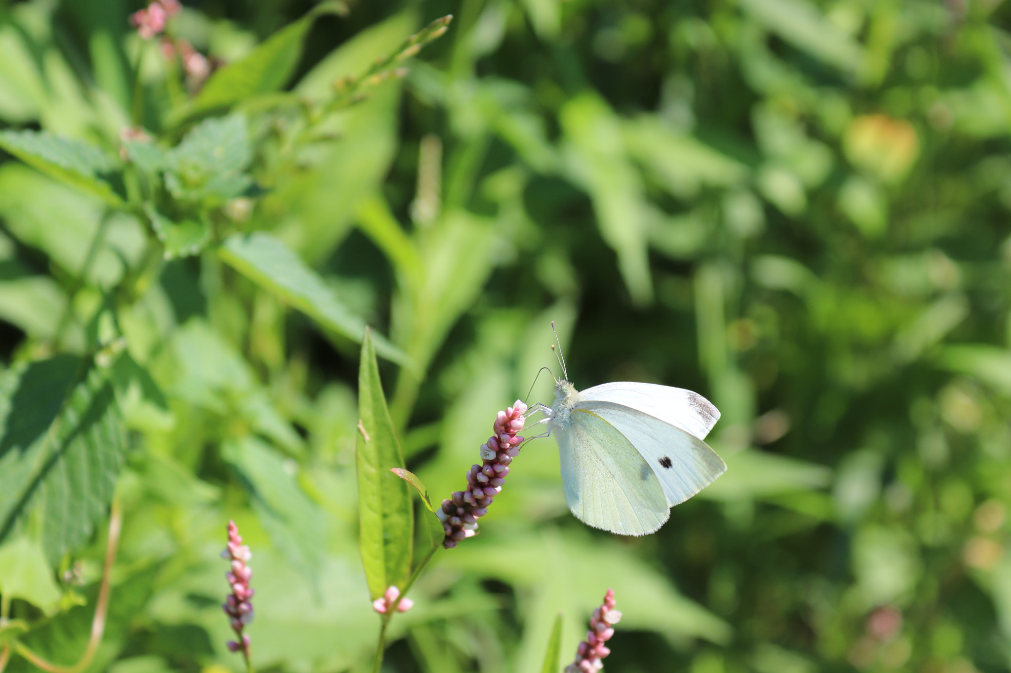 White Butterfly