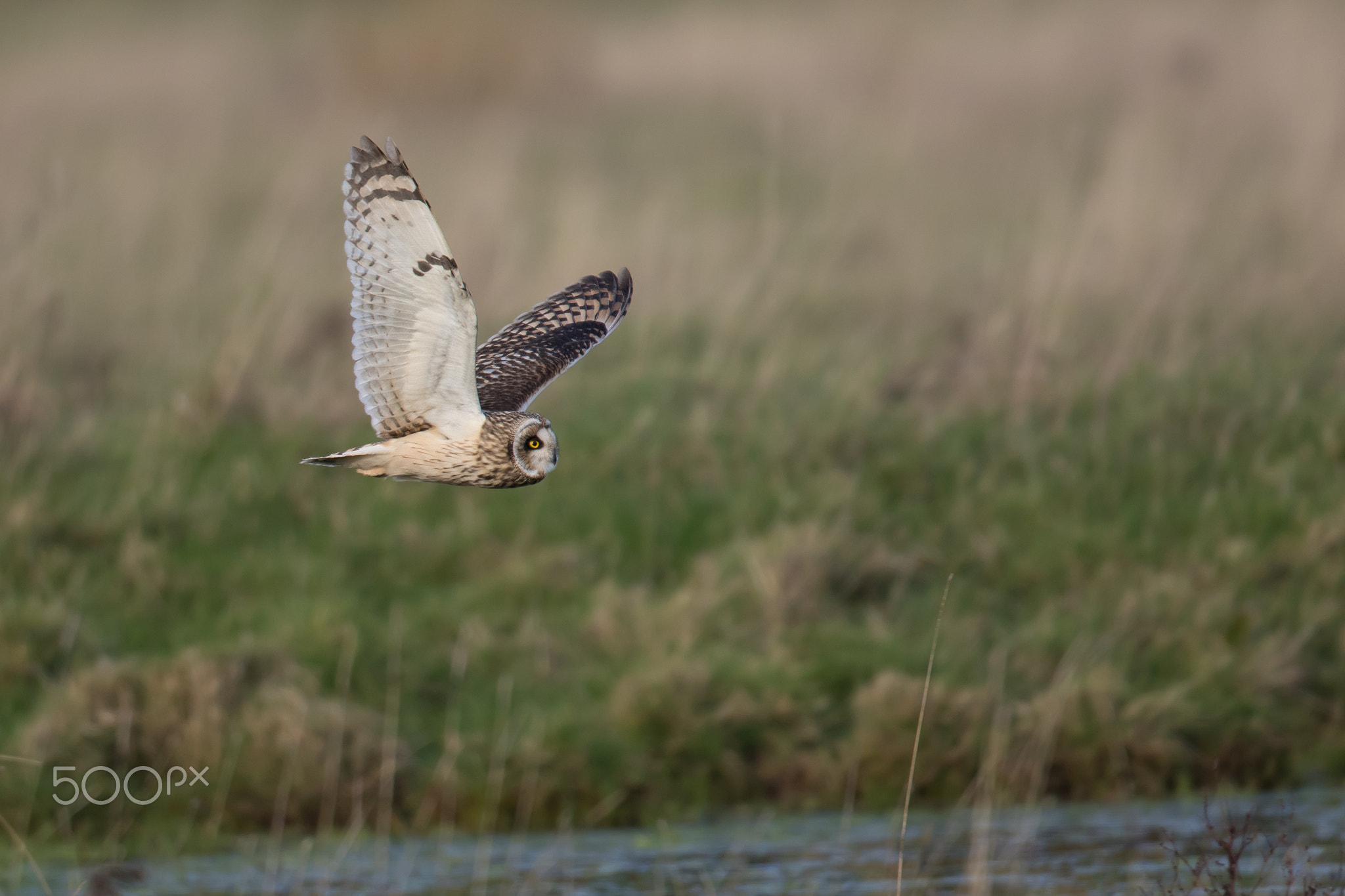 Shorted-eared Owl