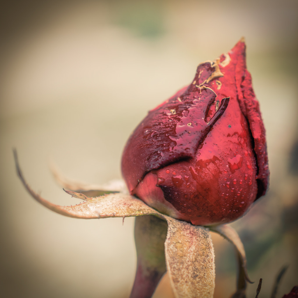 A small red in wet and cold weather by Meriuţă Cornel on 500px.com