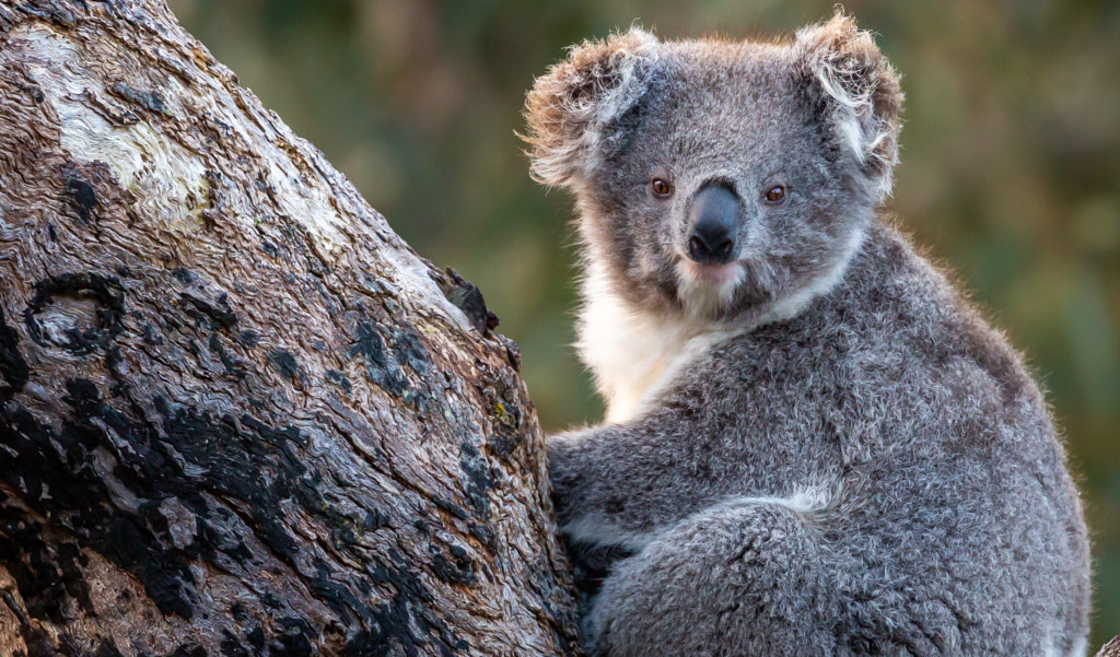 koala 100 Fun Facts About Koalas for Kids That Will Surprise and Excite You