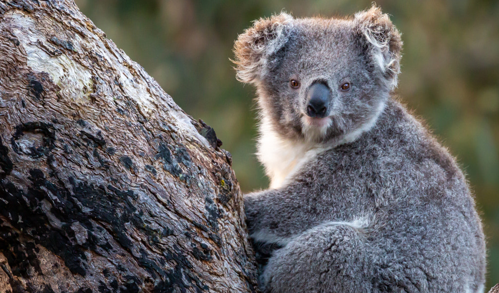100 Fun Facts About Koalas for Kids That Will Surprise and Excite You