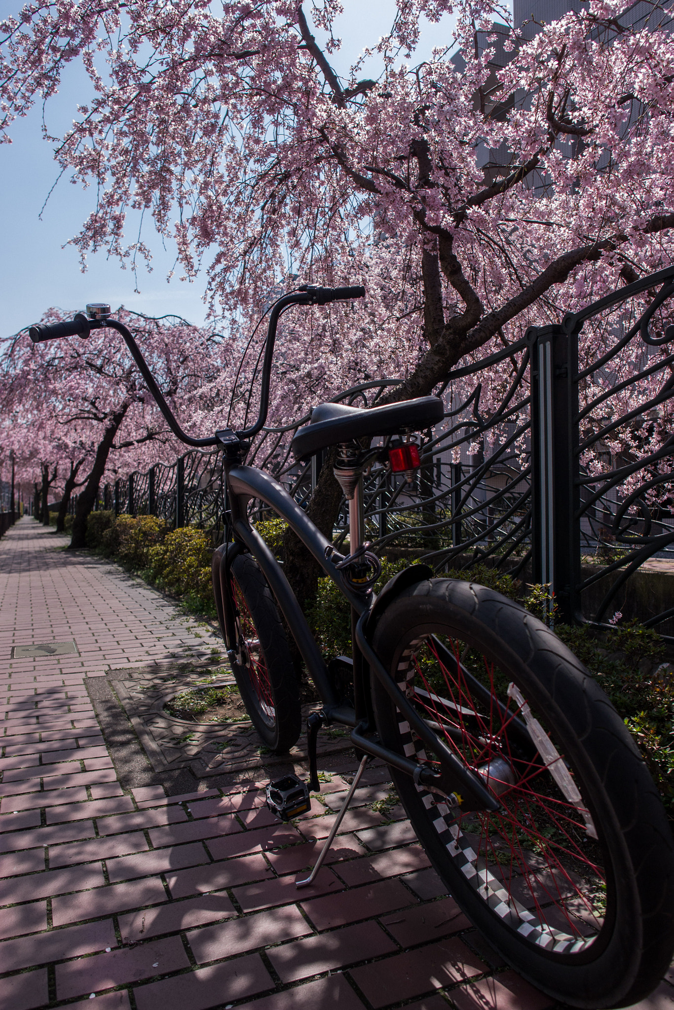 A quick ride under the cherry blossoms