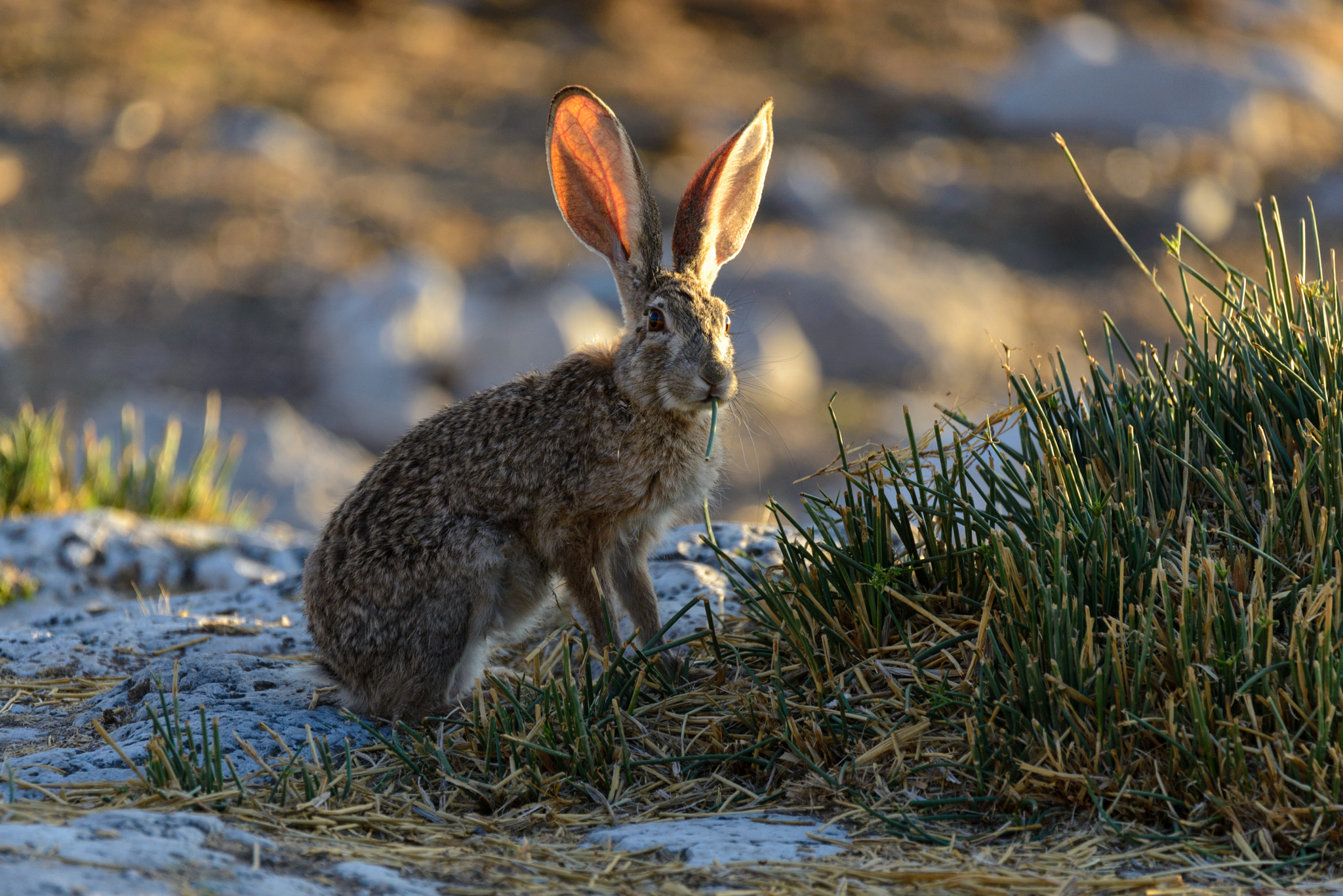 African hare