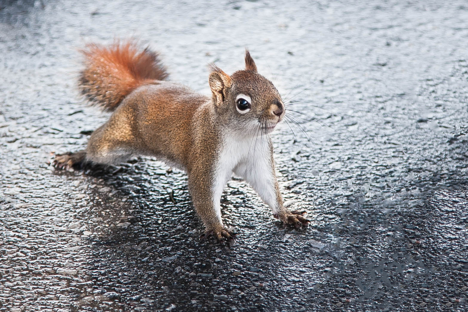 Little Chipmunk/Red Squirrel? by Justin Lo Photo 28920173 / 500px