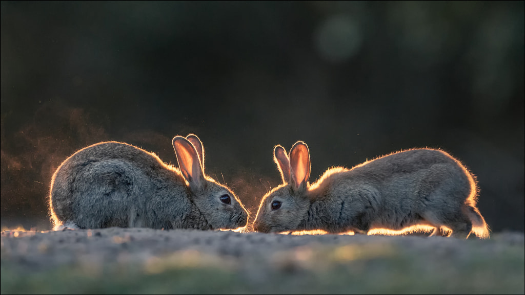bunny by Georg Scharf on 500px.com