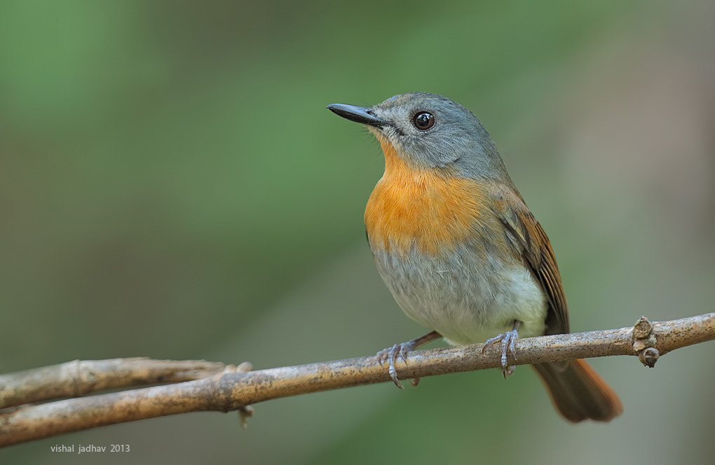 White bellied blue Flycatcher by Vishal Jadhav - Photo 28926831 / 500px