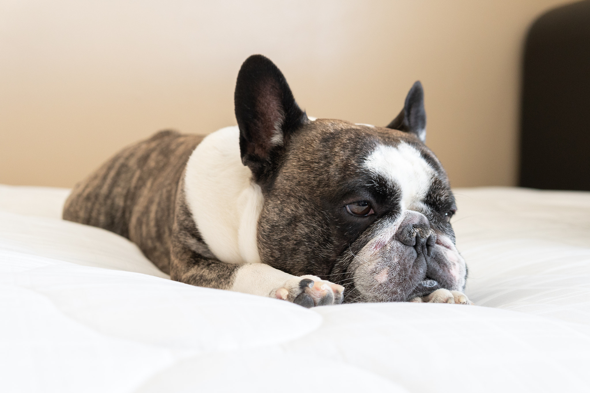 Meatball The Frenchie