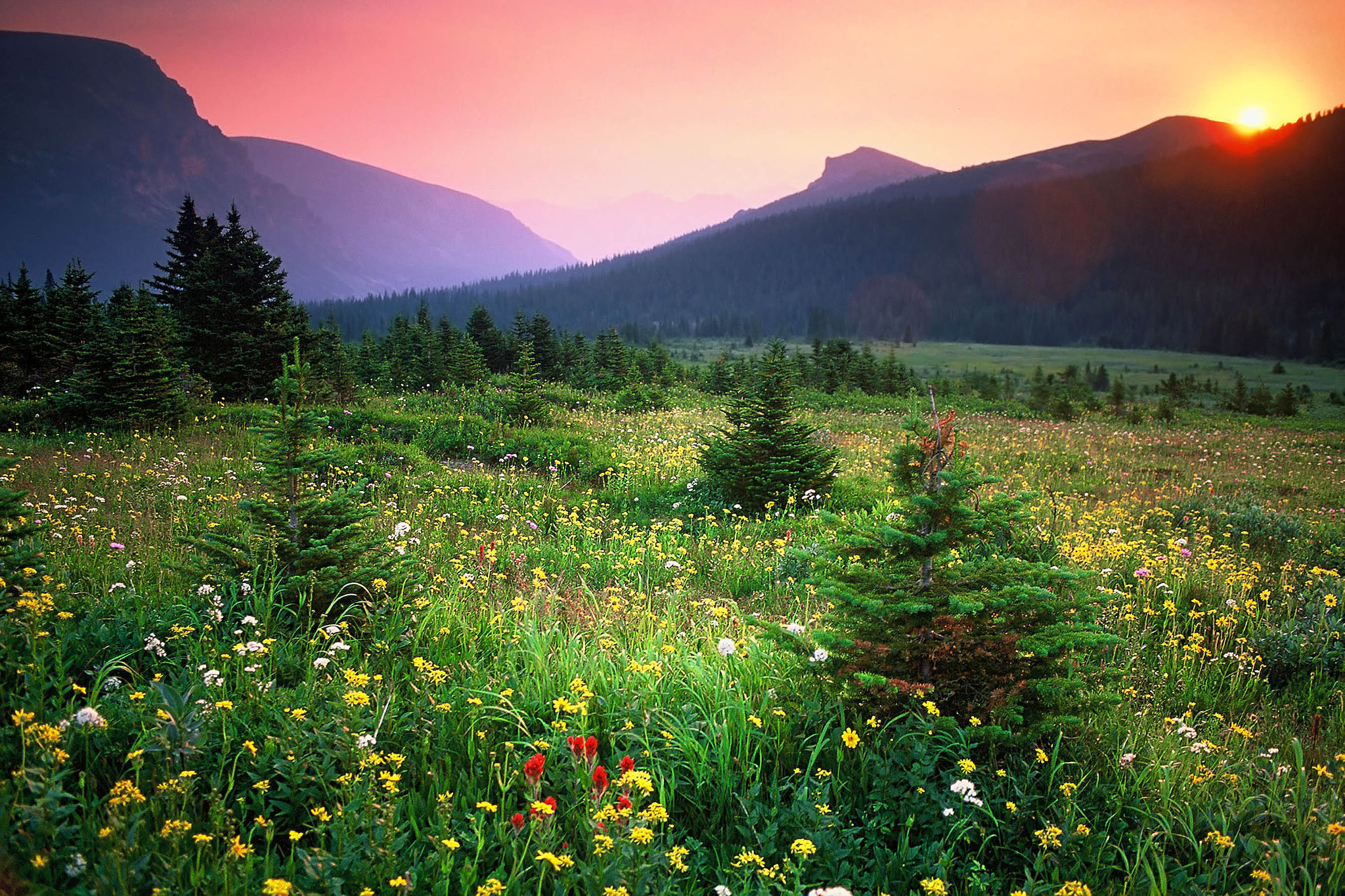 Sunrise over alpine meadow, Skyline Trail, Jasper by Anton Baser ...