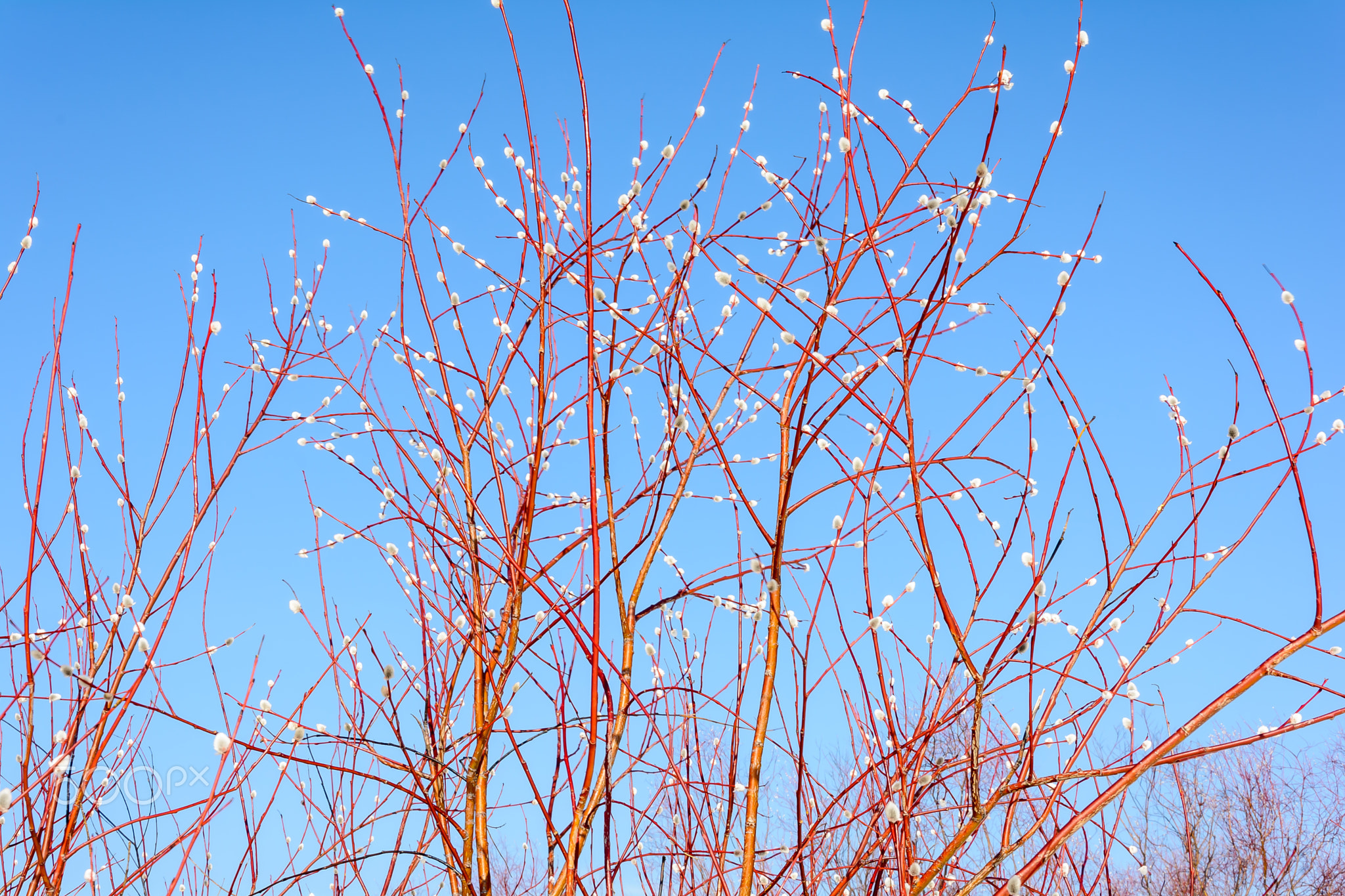 The bushes and trees in early spring