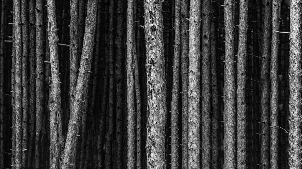 Pine tree forest by Milen Mladenov on 500px.com