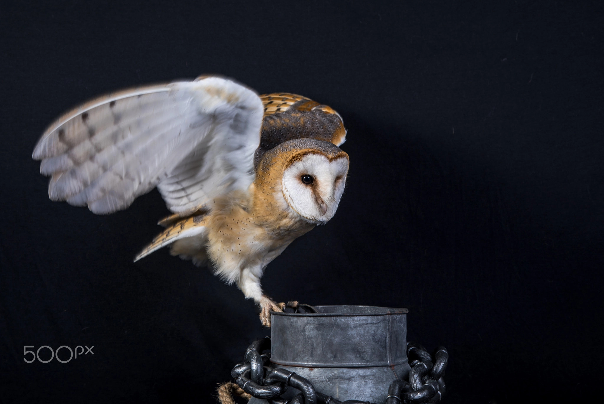 Barn Owl