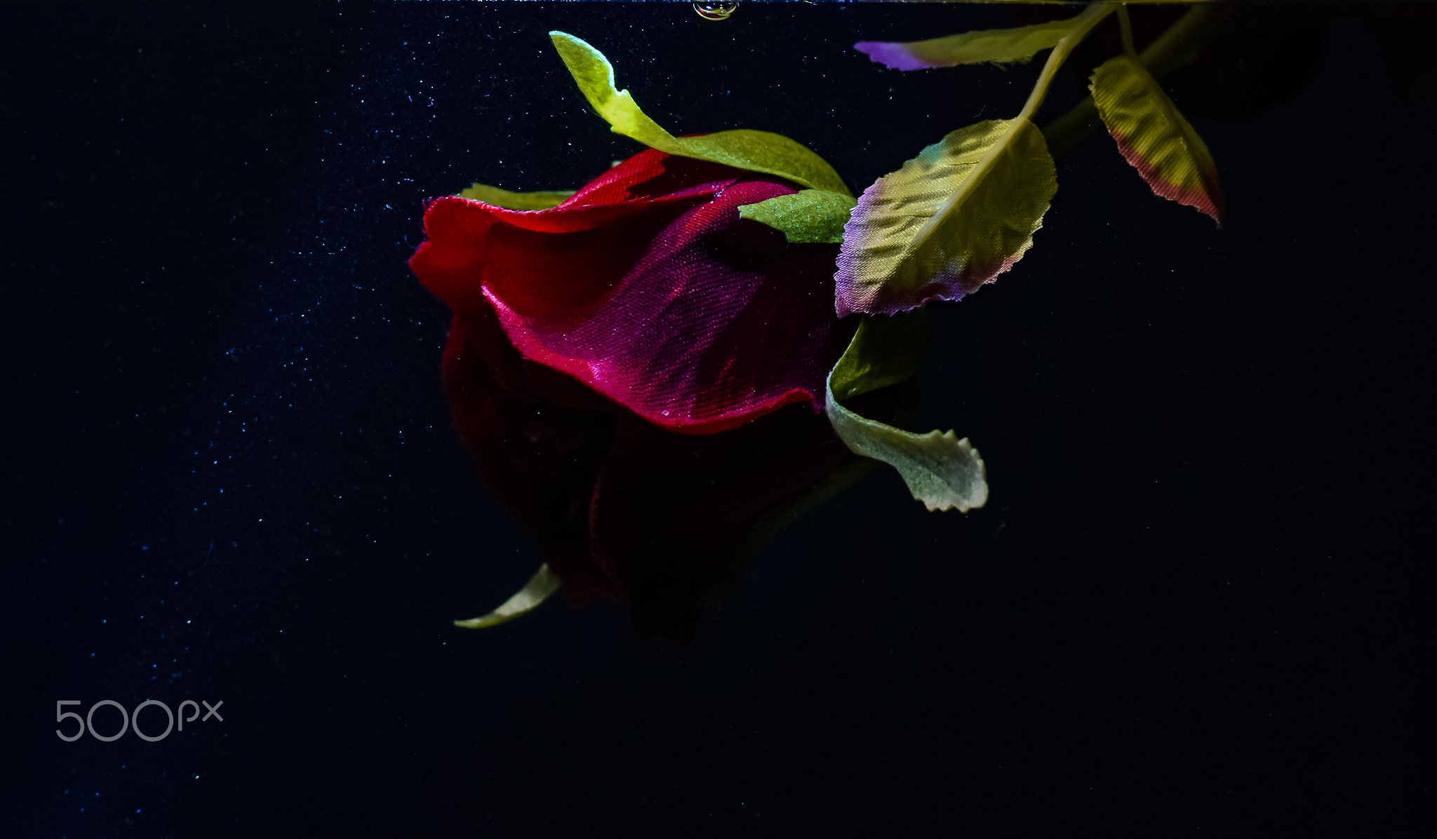 Red rose in darkness