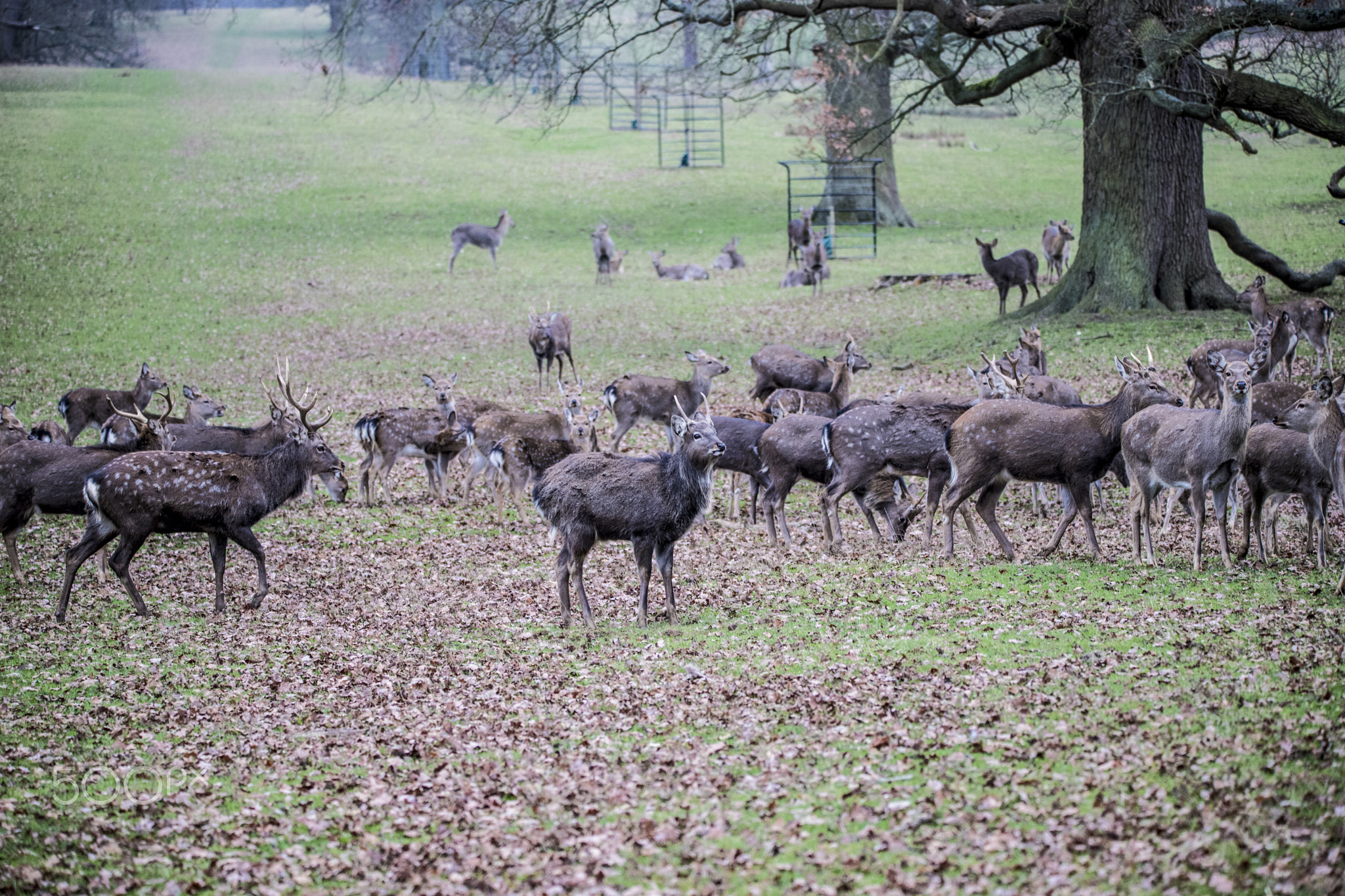 Woburn Deer Park, Woburn, Beds.