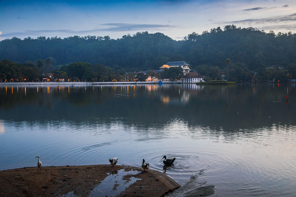 Ducks and a Temple, Sri Lanka #2 by Son of the Morning Light on 500px.com