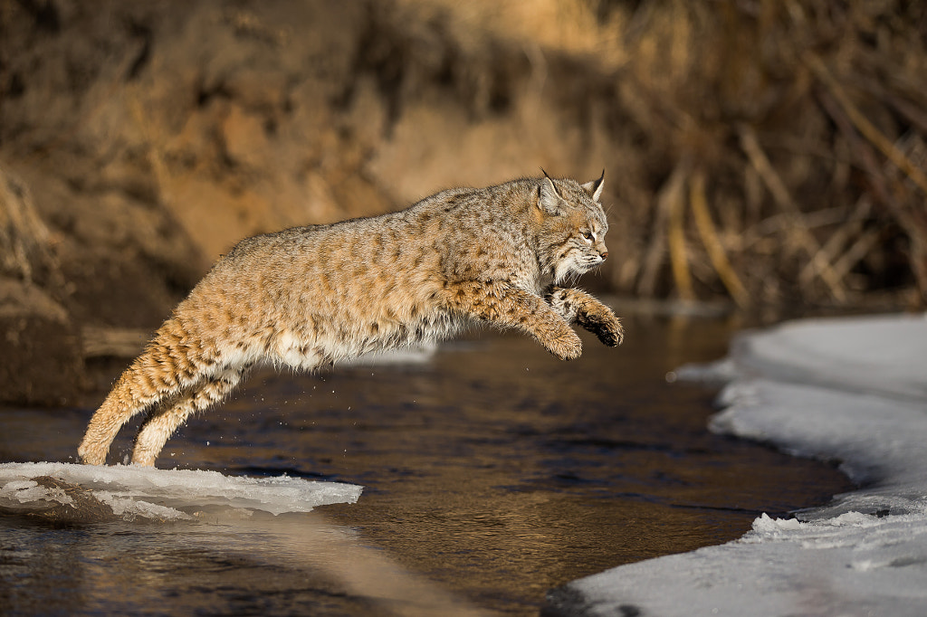 Bobcat jumping over a frozen river by Christophe JOBIC / 500px