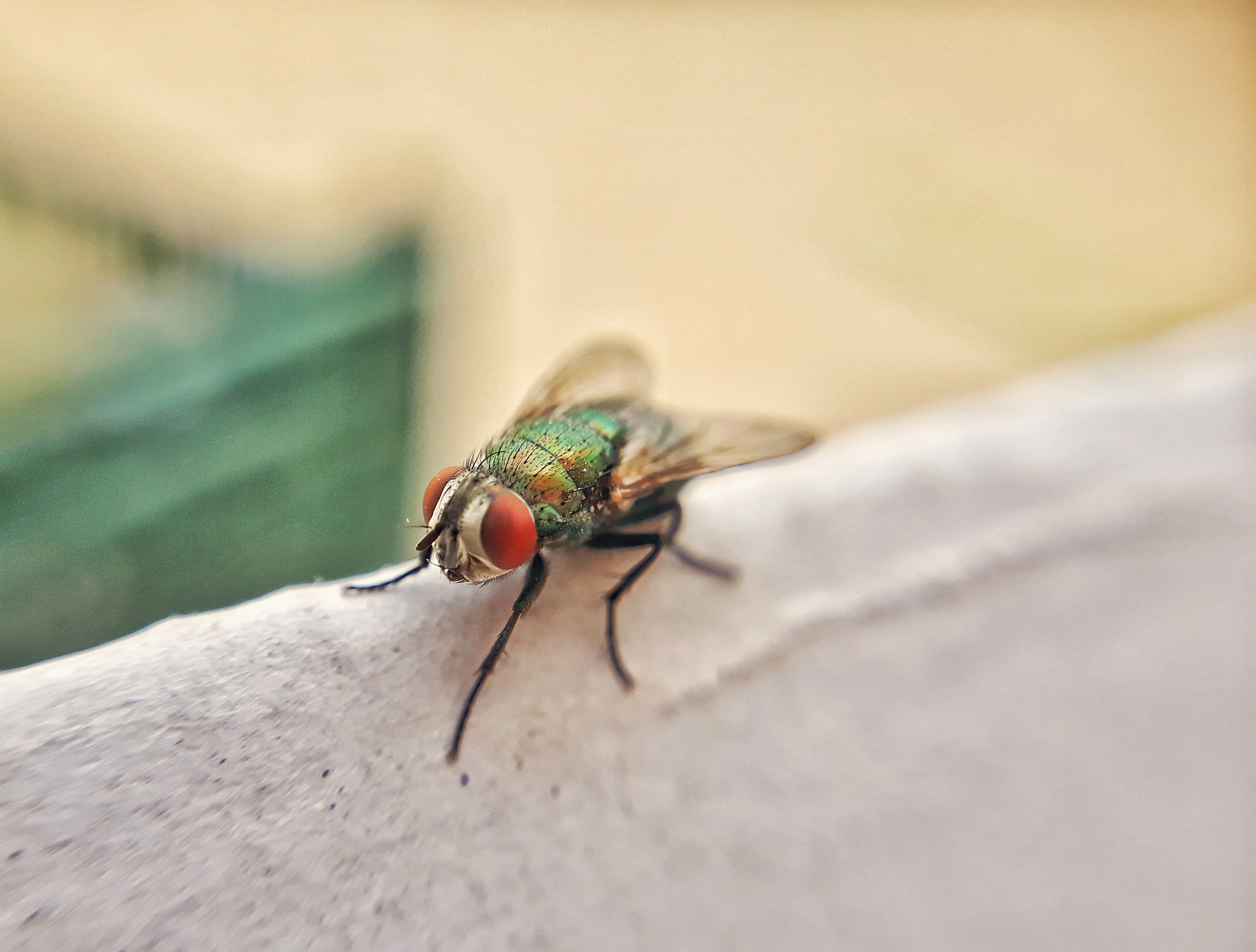 housefly