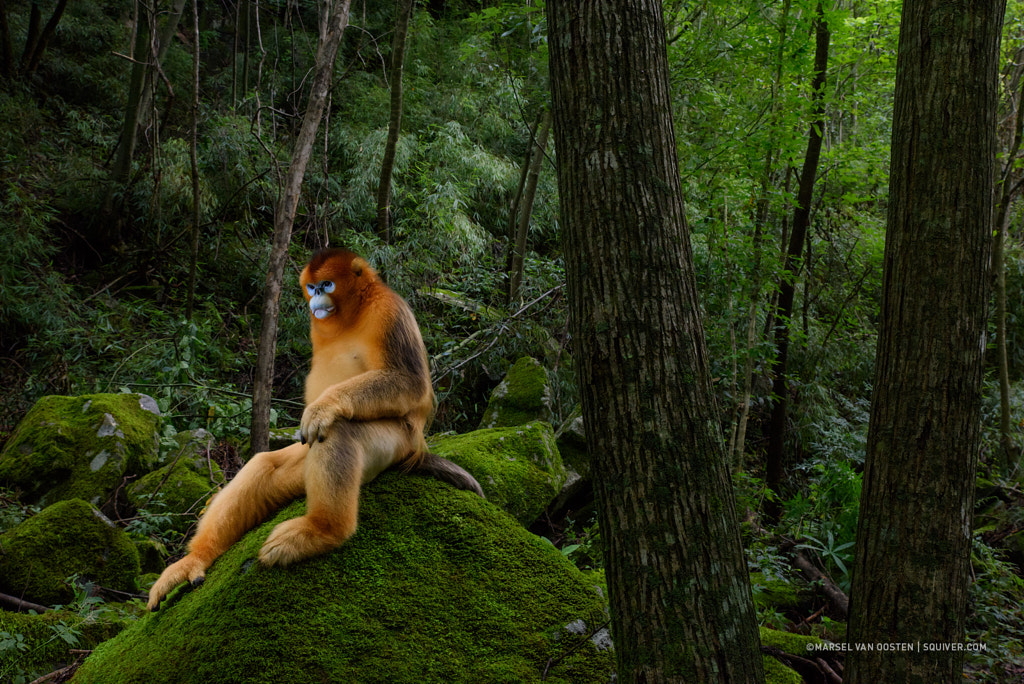 Of monkeys and man by Marsel van Oosten | 500px.com