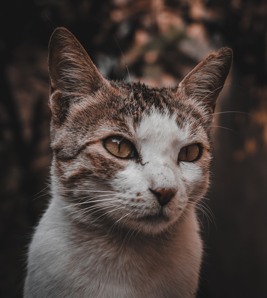 Cat by Ayush Datta on 500px.com