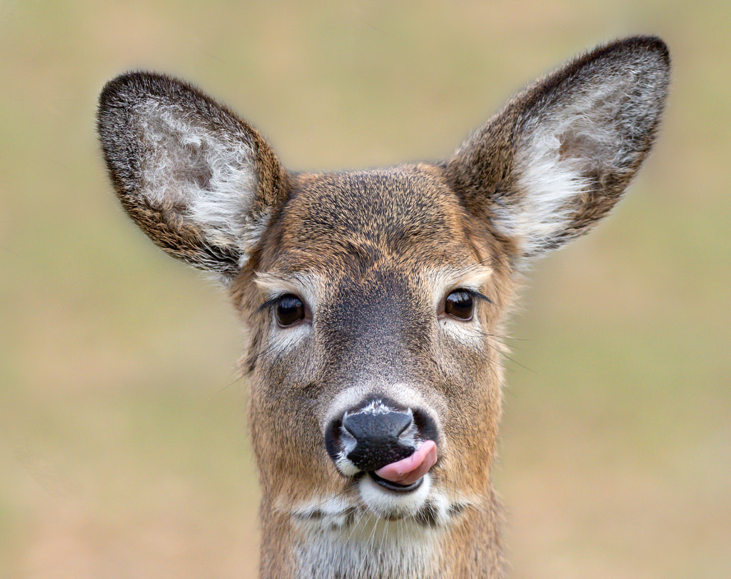 Lip Licking by Judy Tomlinson on 500px.com