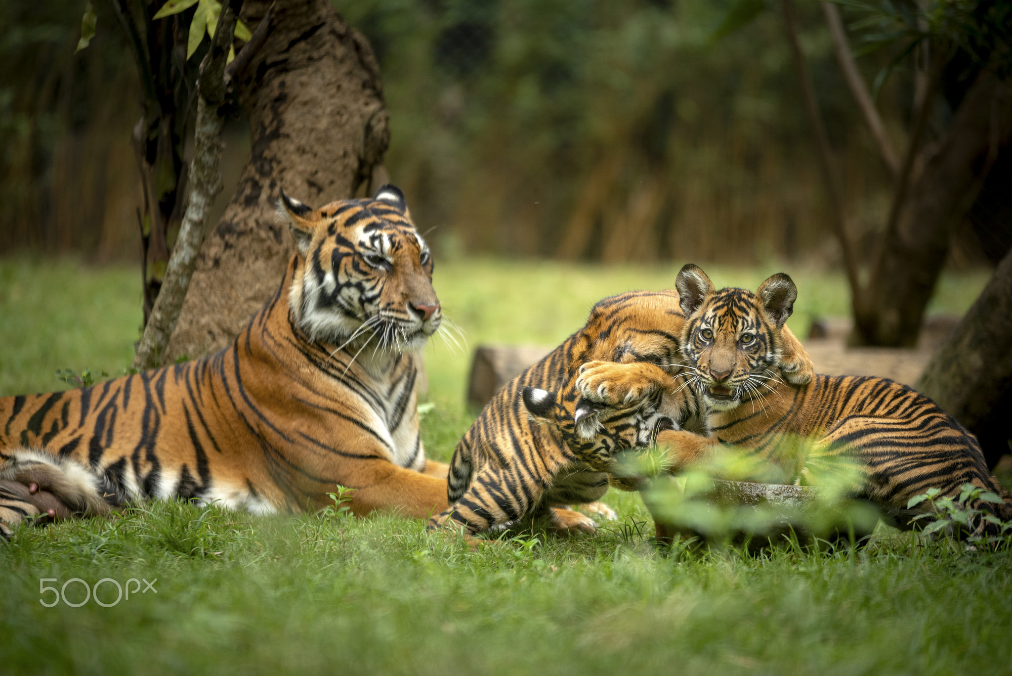 Sumatran Tiger Family