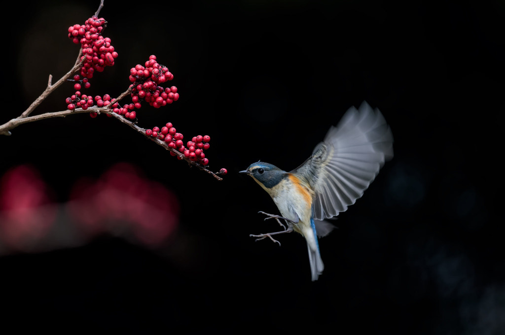 ????? Red-flanked Bush Robin by ???? on 500px.com