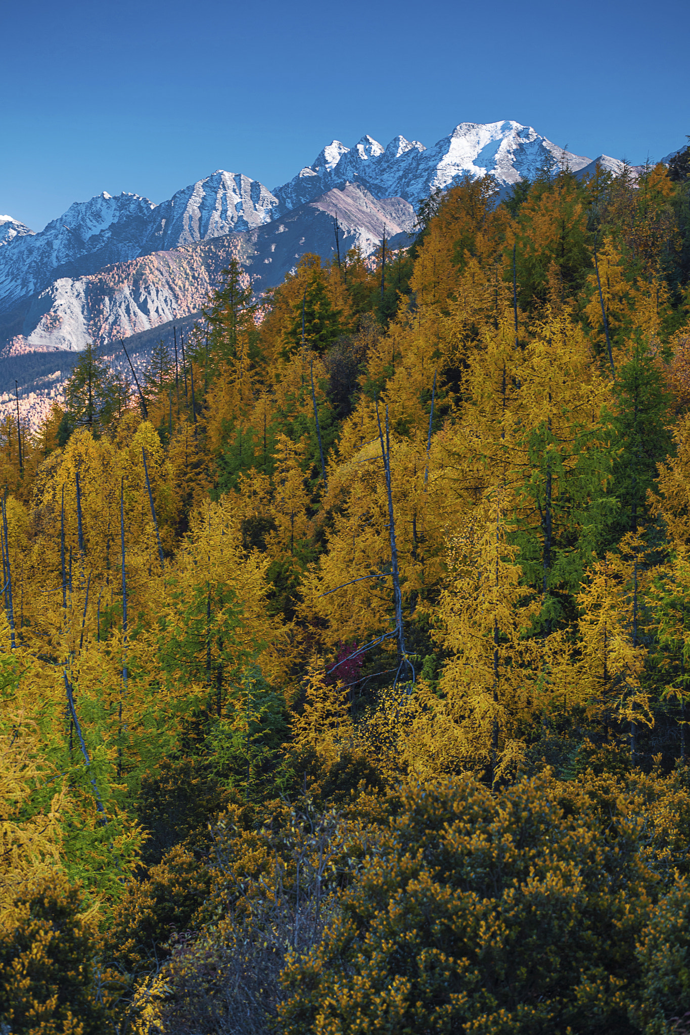 Shangri-La, Daocheng （Dapda), E-Chu Mountain, Fall