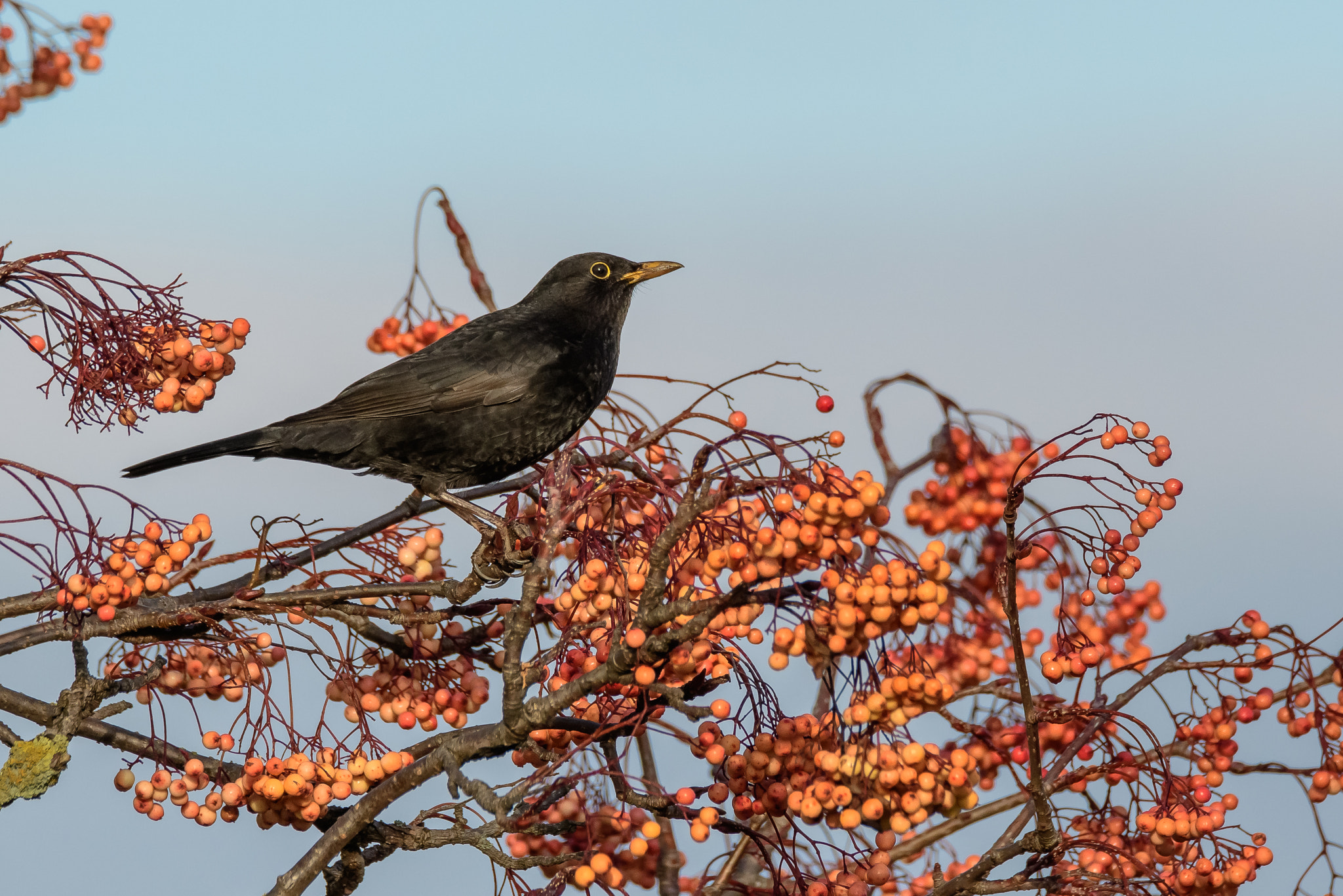 Blackbird