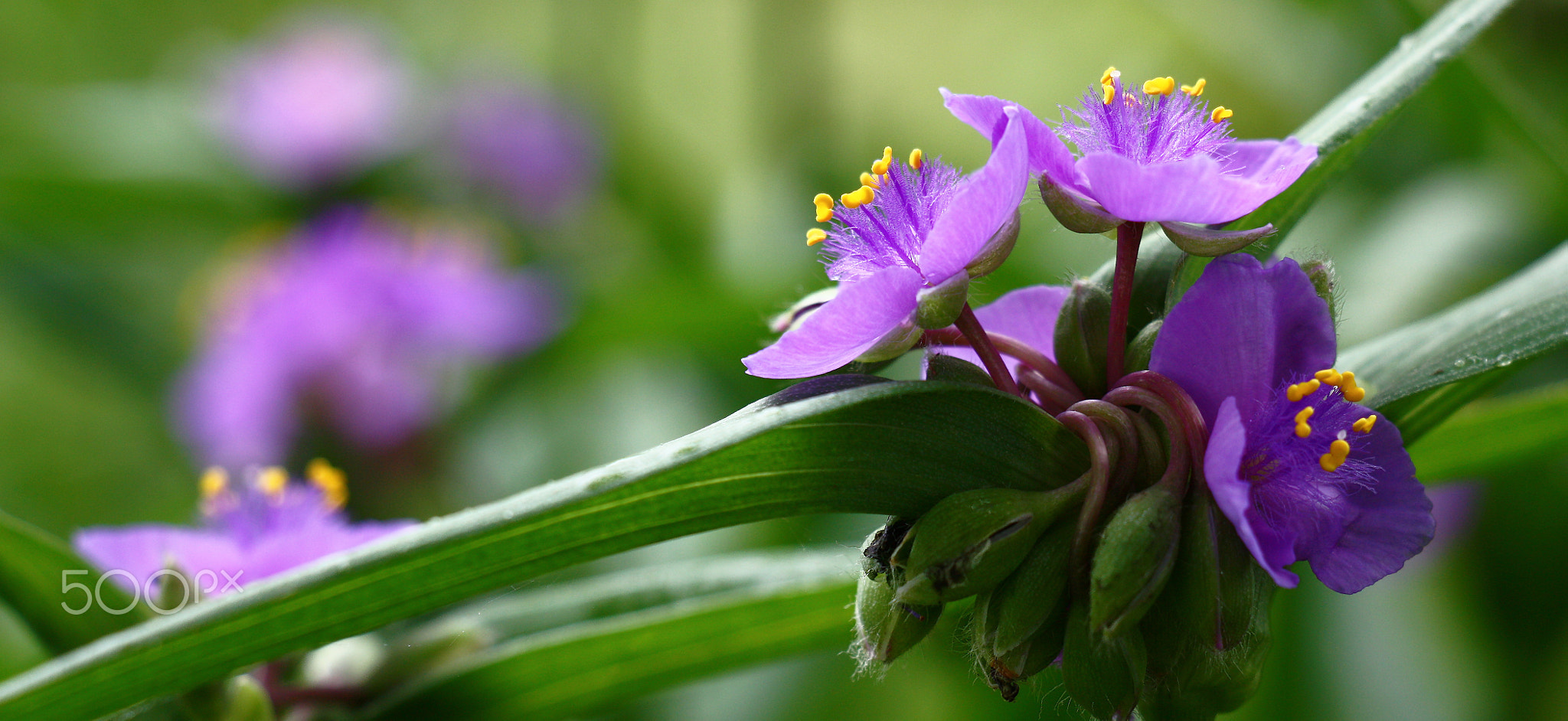 Panorama of the blossoming tradescantia.
