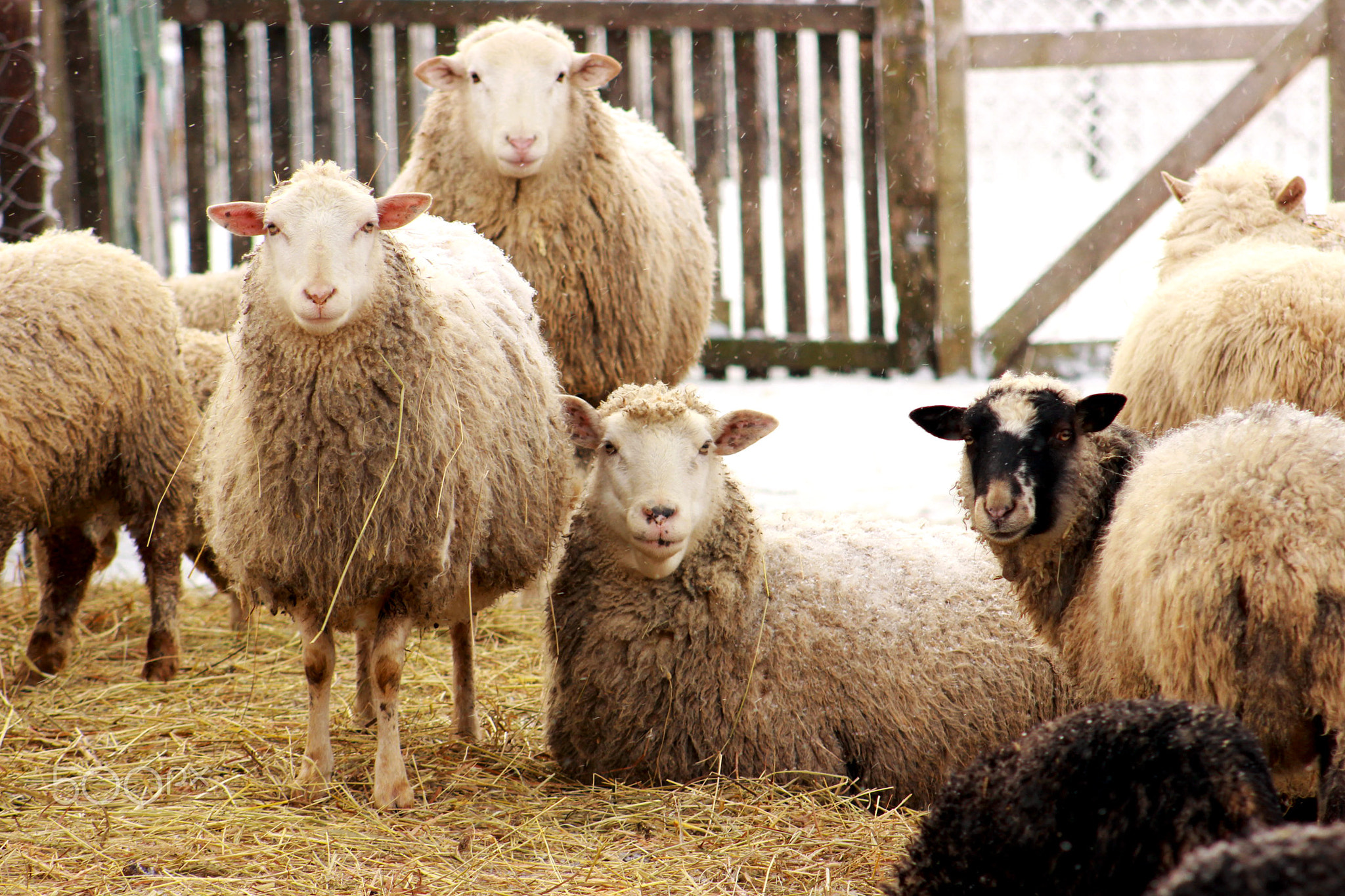 sheeps