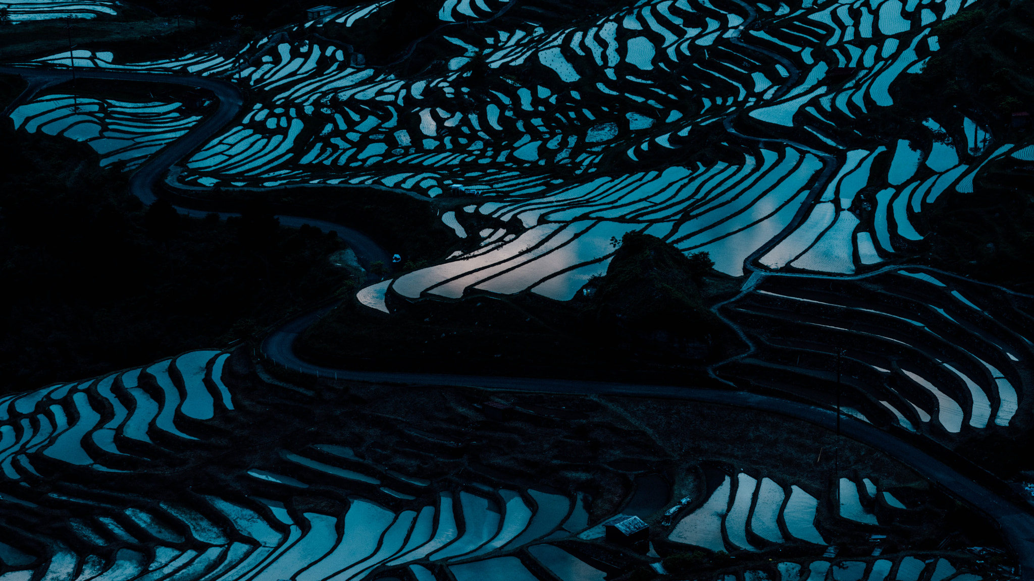 Paddy field and sky