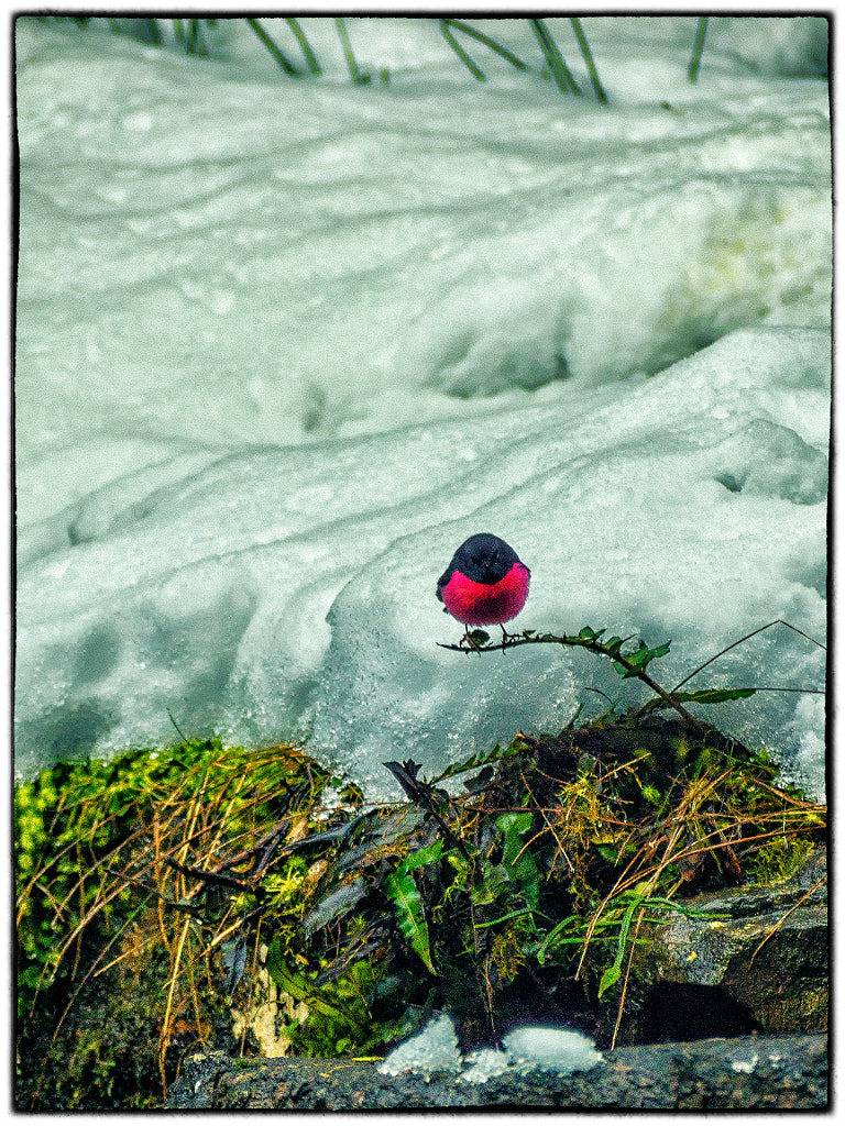 Pink Robin at Silver Falls by Paul Amyes on 500px.com