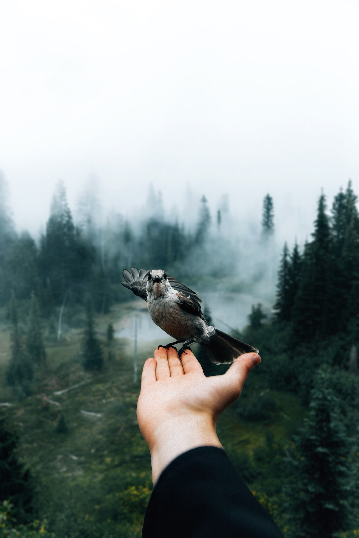 Waving wing.
