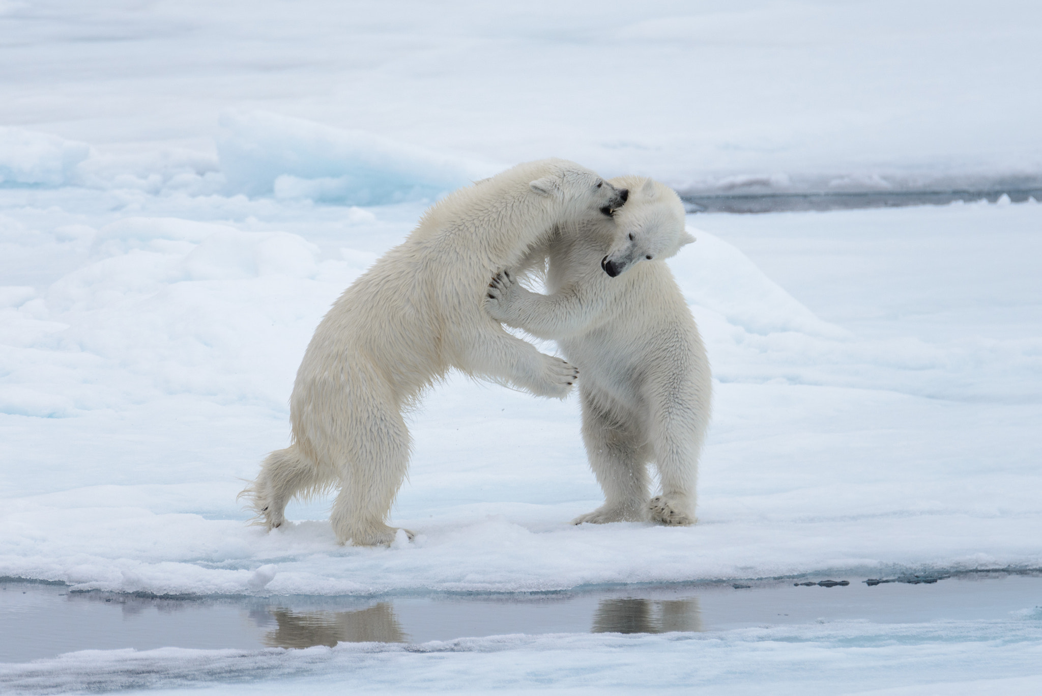 Two young wild polar bears playing on pack ice in Arctic sea, no