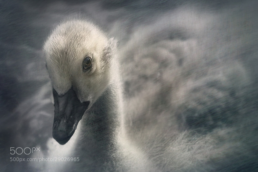 Photograph Portrait of a Cygnet by Jenny Woodward on 500px