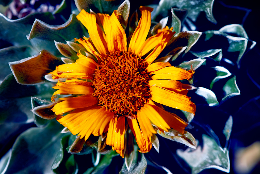 Flora del Jandín Canario L.P. de Gran Canaria by Marco Aº Garcia on 500px.com