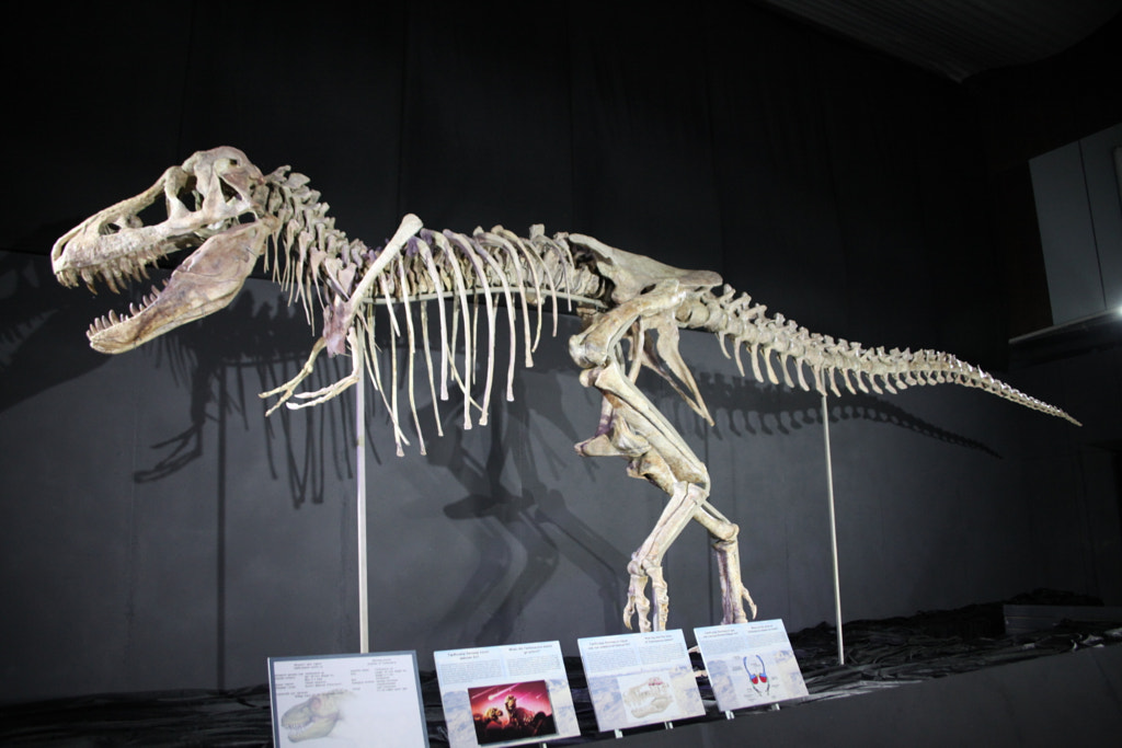Tarbosaurus Bataar by Hélène RB  on 500px.com