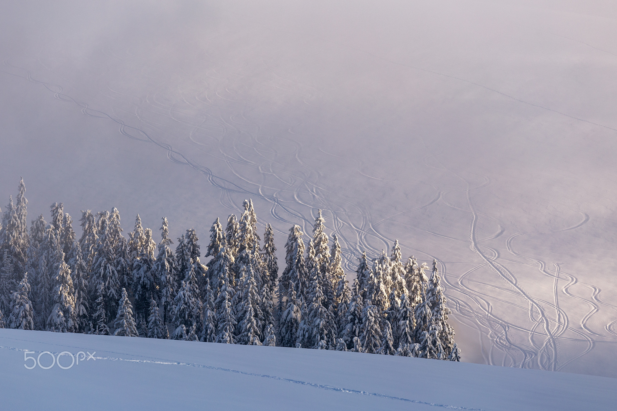 Beautiful background with winter trees