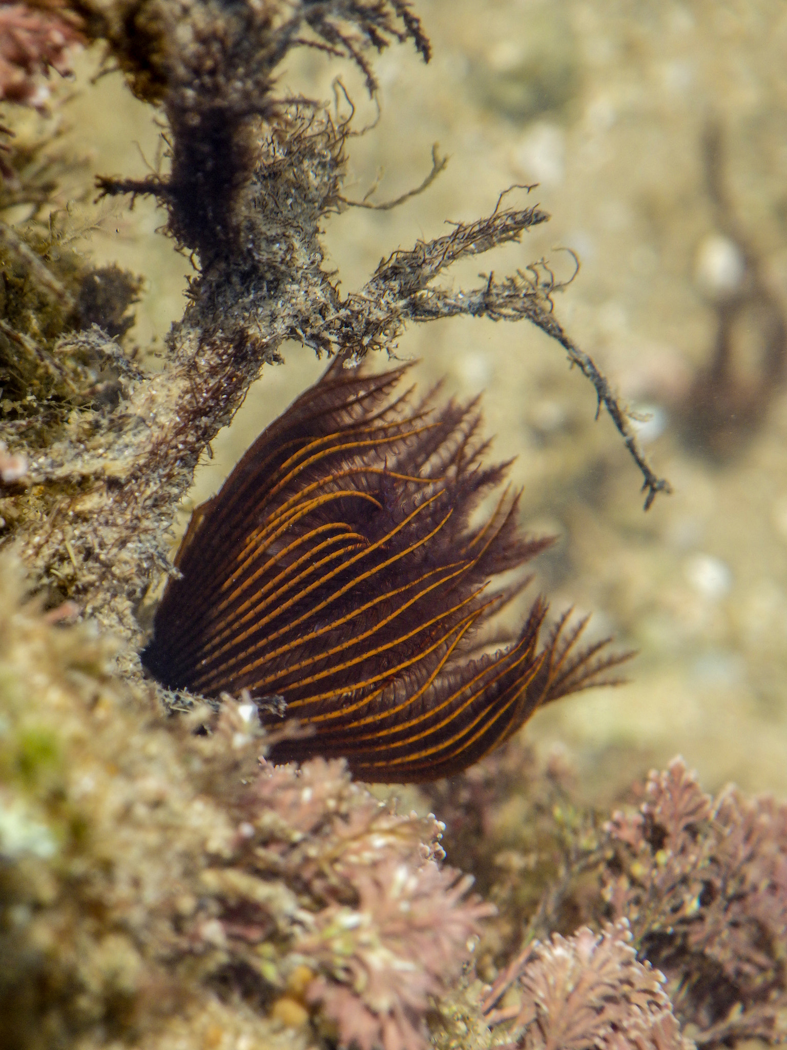 plumero de mar sabella spallanzanii o