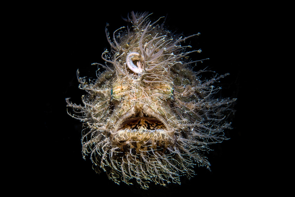 Hairy Frogfish by Nadia Aly on 500px.com