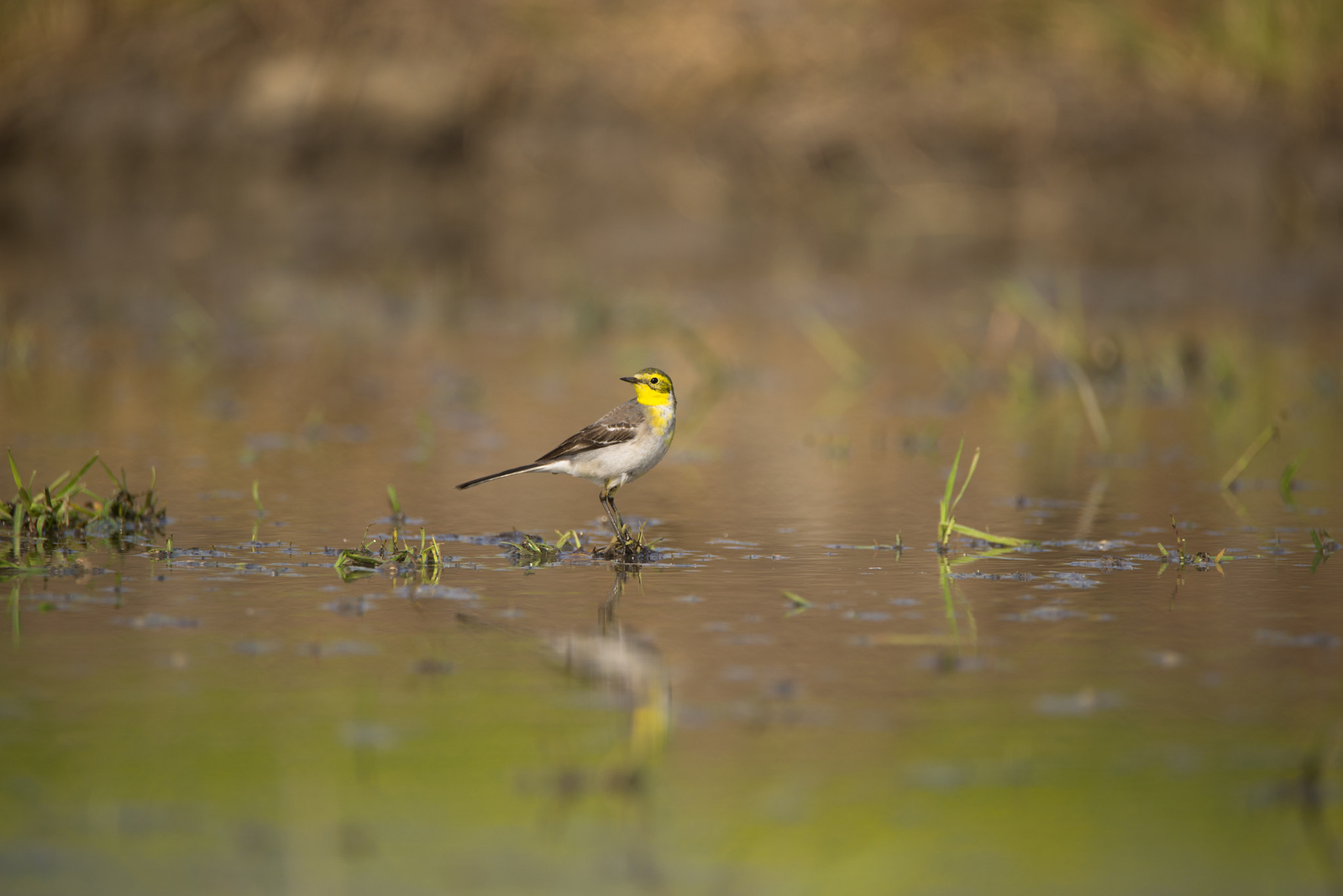 Yellow wagtail