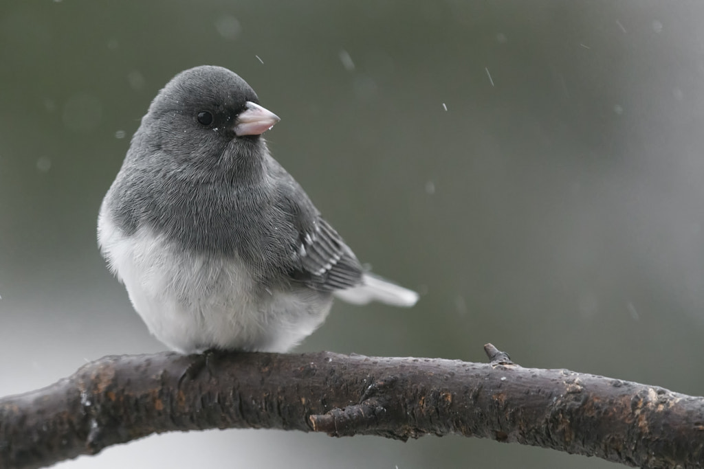 Dark-eyed Junco (White Wing) by Craig Goettsch on 500px.com