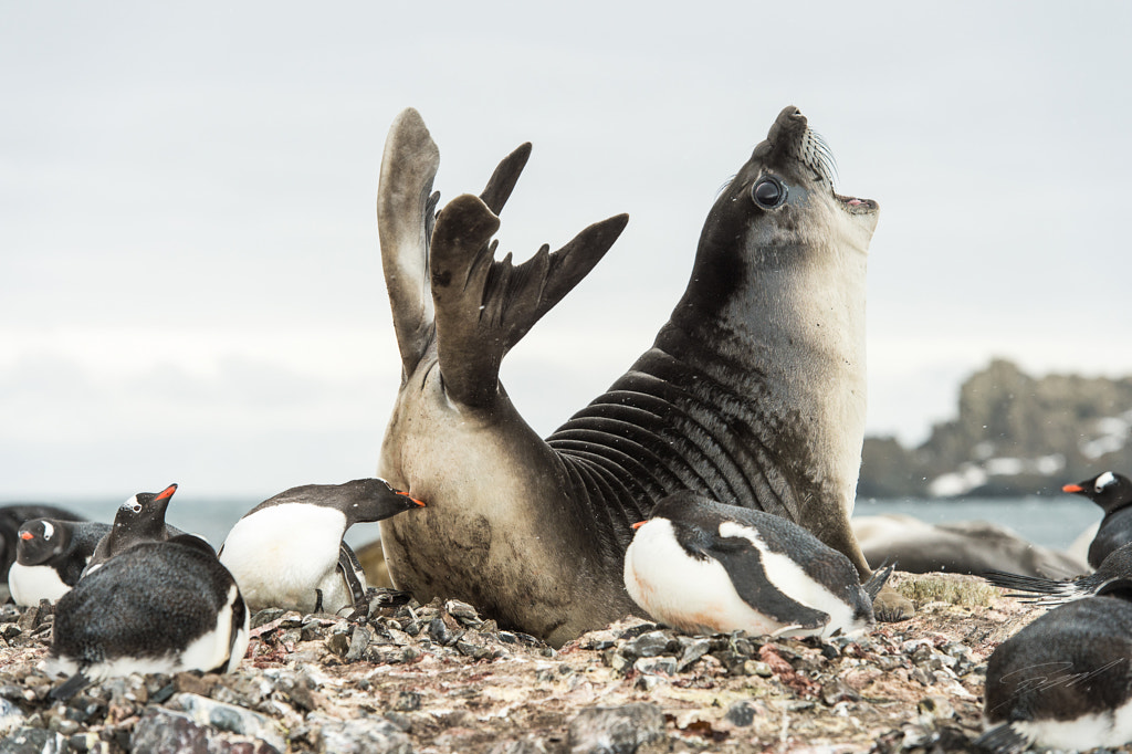 That got to hurt... by Roy Mangersnes on 500px.com