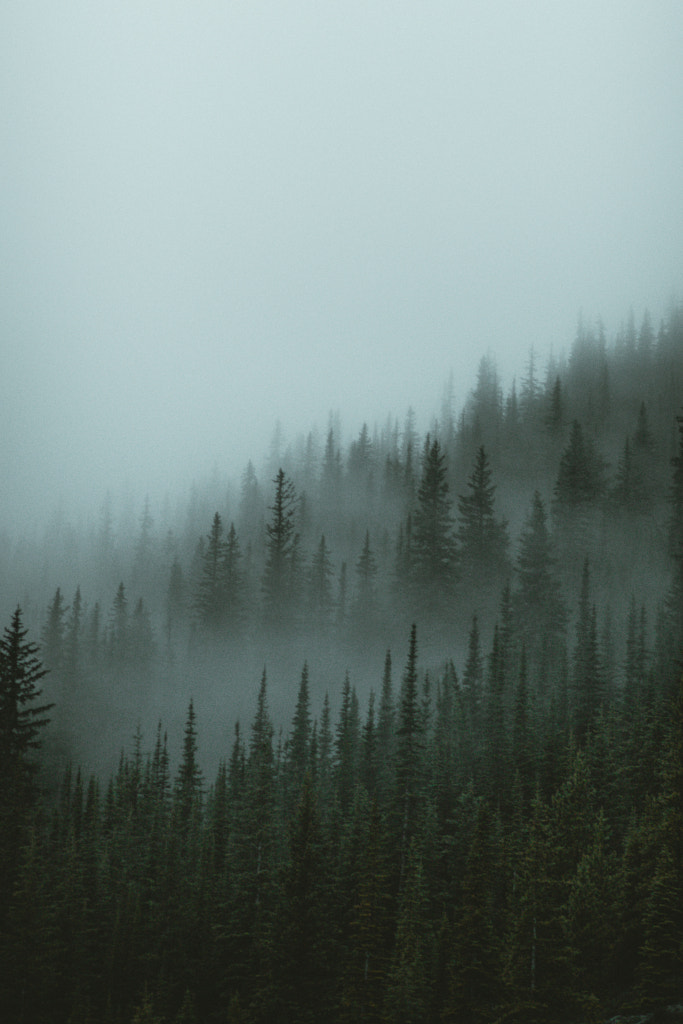 Fog Covered Forest by Aidan Campbell on 500px.com