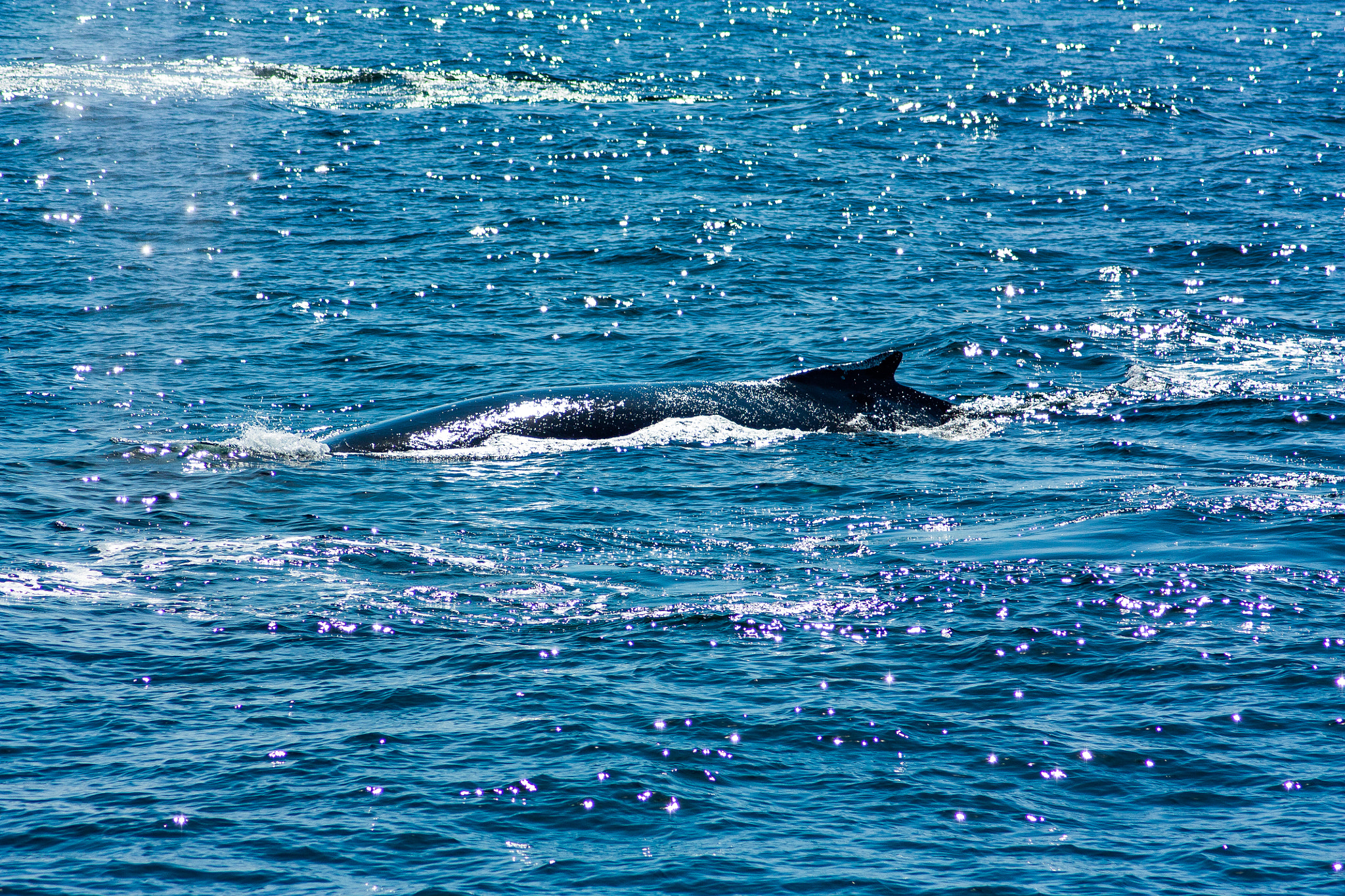 Whale watching Gulf of Maine