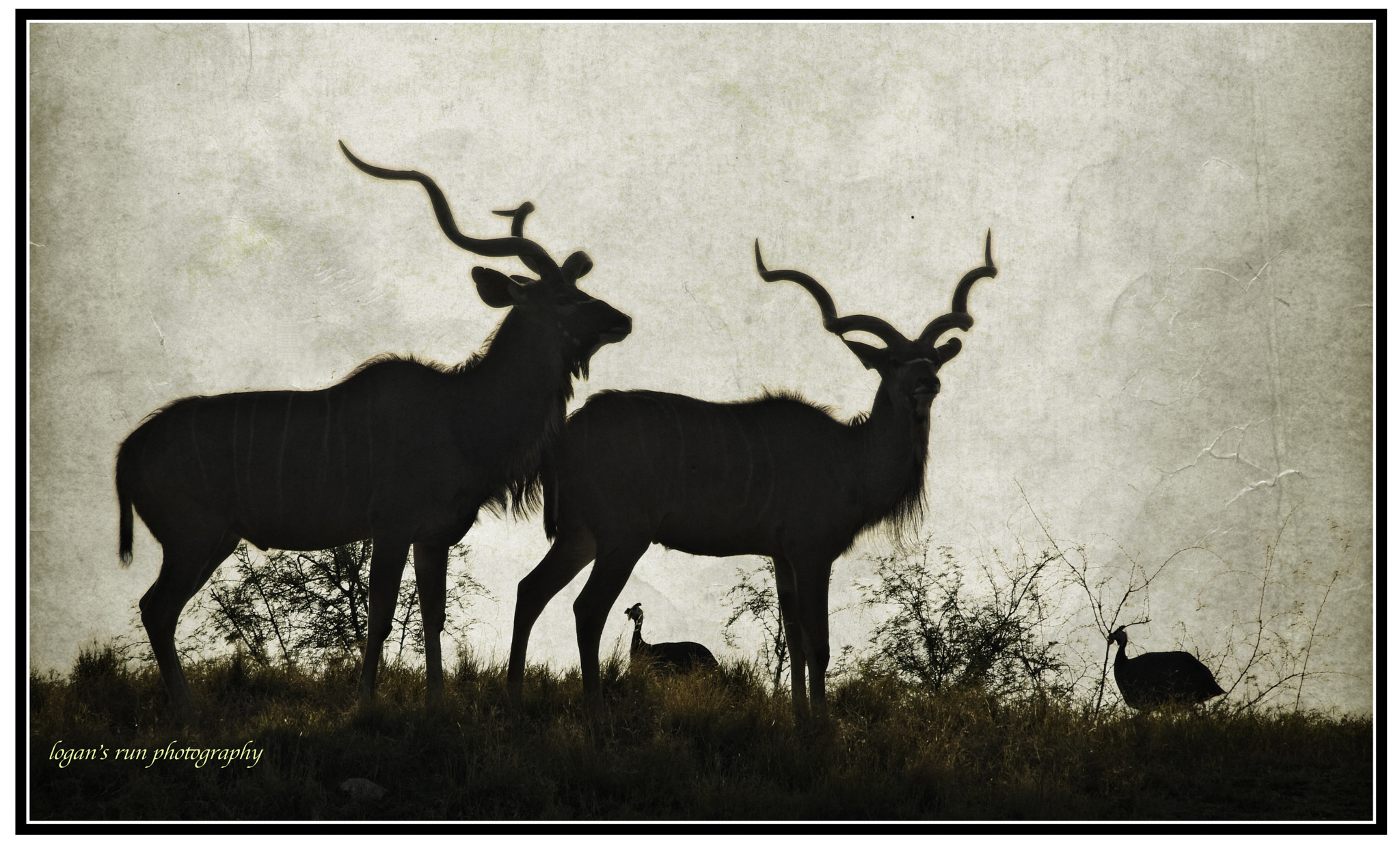 Kudos on the hillside in Silhouette