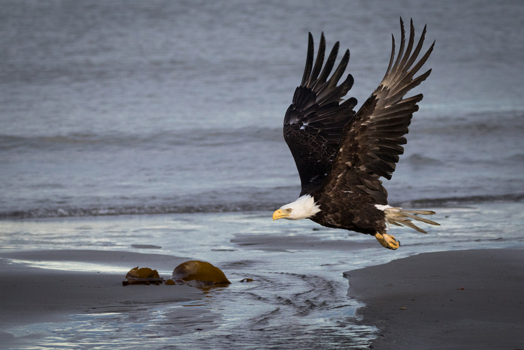 Bald eagle 10 Types Of Eagles Predators That Hunt Without Remorse