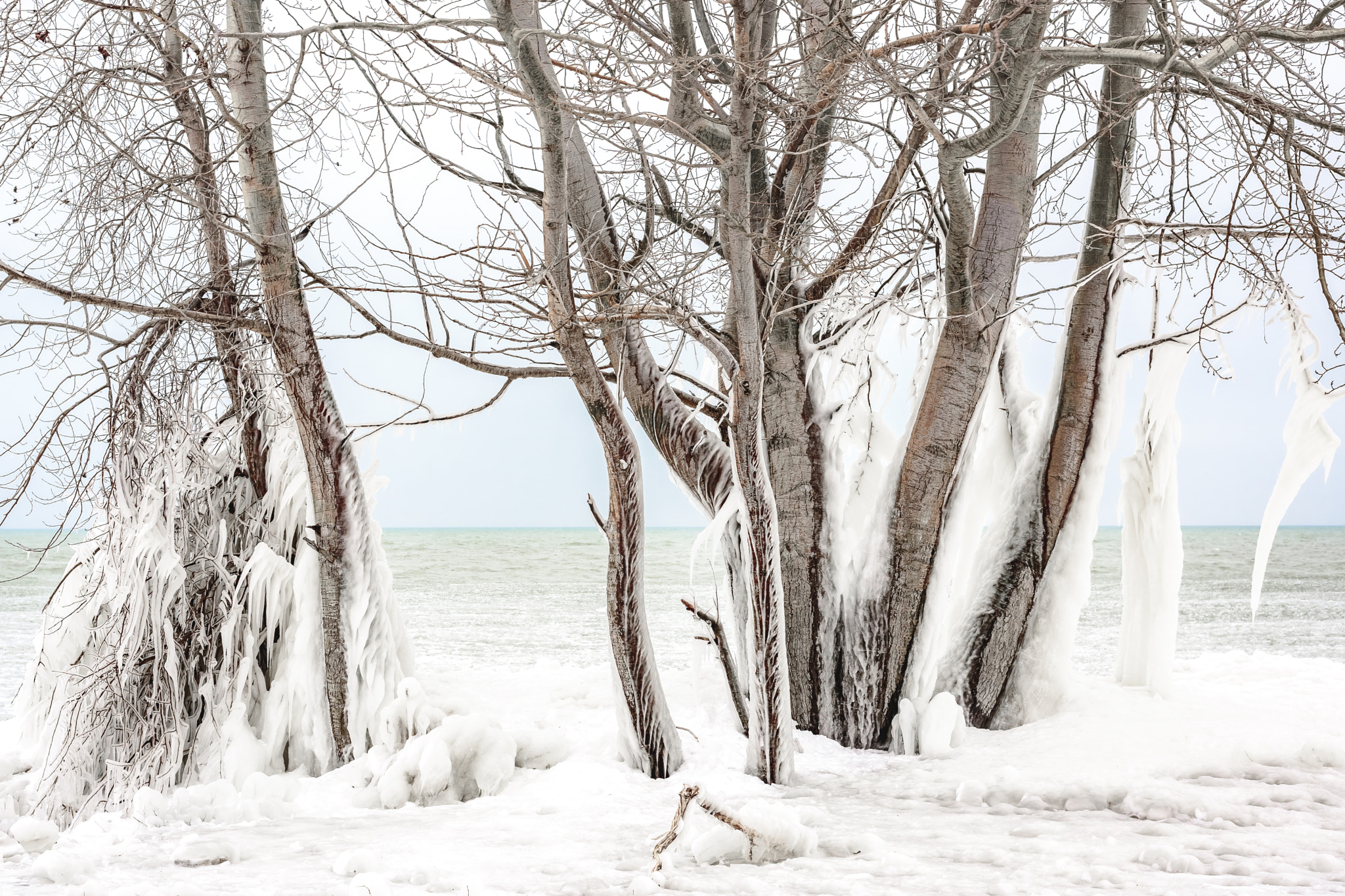 Winter tree on the lake