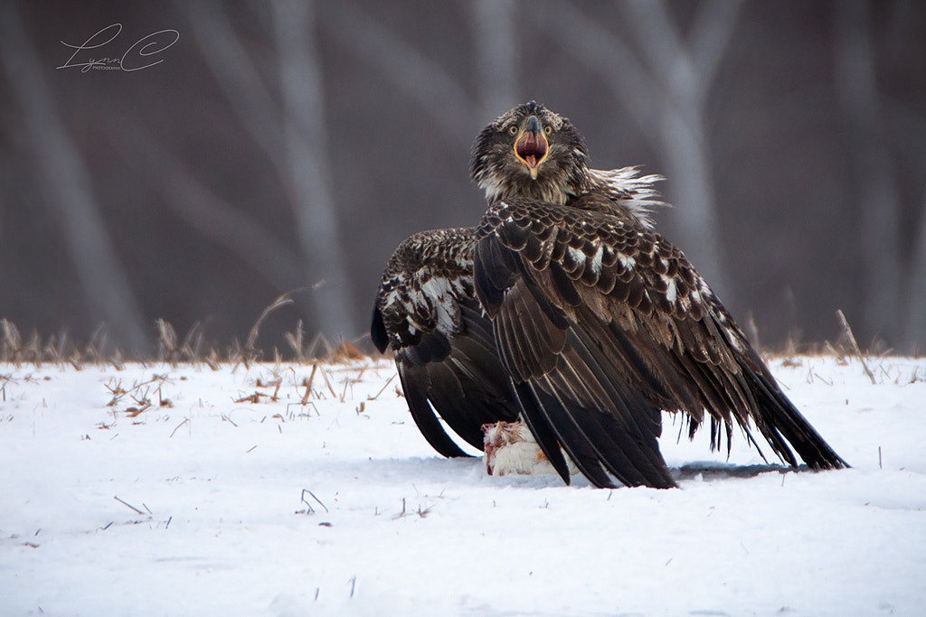 Please Let Me Eat In Peace! by Lynn Ce on 500px.com